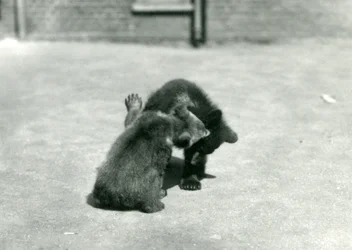 Two Brown Bear Cubs Romping at London Zoo, June 1914